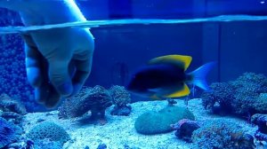 Ctenochaetus Tominiensis