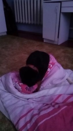 Ротвейлер Жора укладывается спать 😴