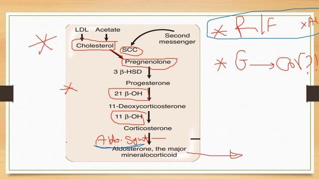 steroid hormone biosynthesis- reproductive module