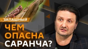 Эдгард Запашный. Популяция сивучей, нашествие саранчи, собачьи бои