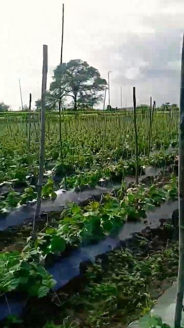 #shortvideo #farming #farmerlife #urbanfarming #vairal #farmingideas #urbangardening #farmer