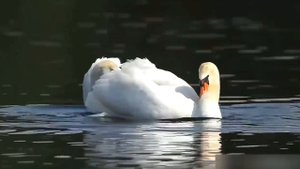 Кайрат Нуртас.  Сені Суйем. Лебеди. Танец