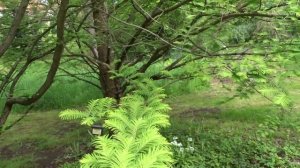 Metasequoia glyptostroboides Hu & Cheng čes. metasekvoje čínská