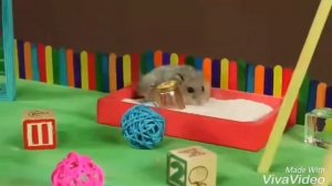 смешные хомячки)подборка