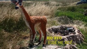 Пробежал по городу Олень...