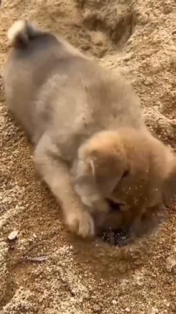 #cutepuppy #animal #vetlife смотреть онлайн