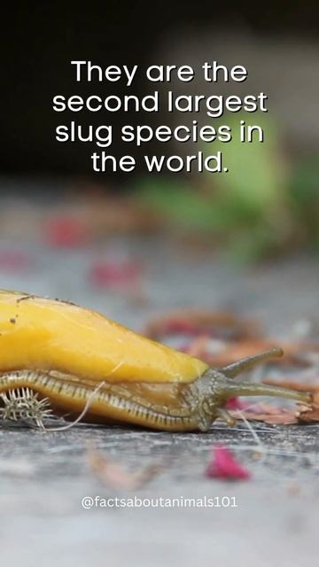 "What's the Real Story Behind the Unusual Banana Slug? Find Out Now!" смотреть онлайн