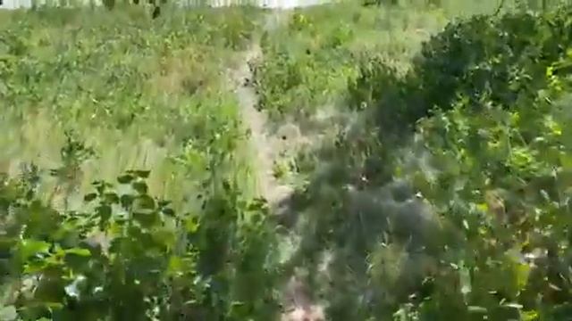 Це внас така природа ліс стежина дуже гарно. смотреть онлайн