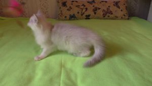 Красивый шотландский котенок