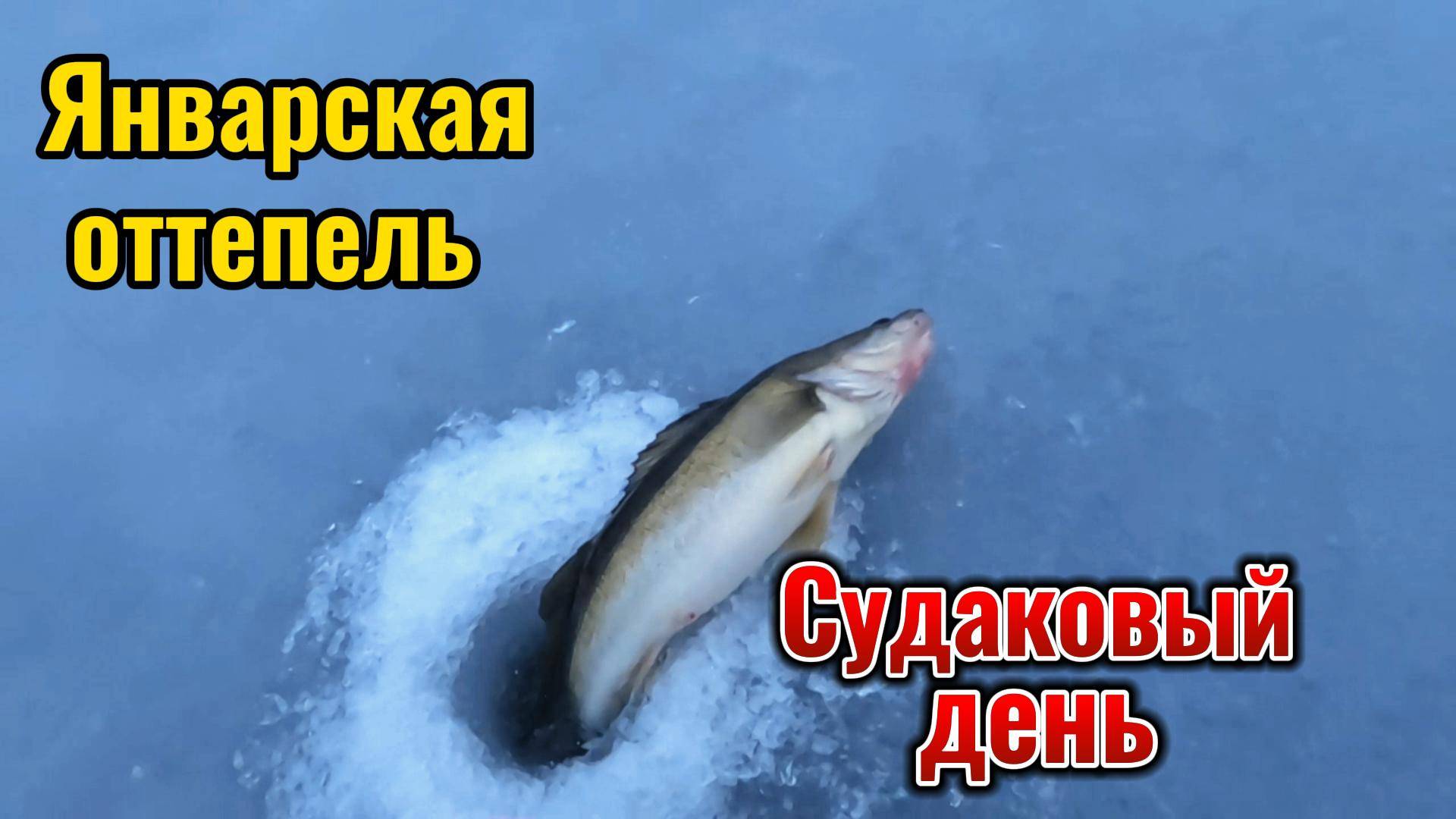 Оттепель в конце января. Судак берёт на жерлицы. Попался на 2,5 кг.