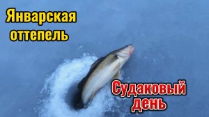 Оттепель в конце января. Судак берёт на жерлицы. Попался на 2,5 кг.