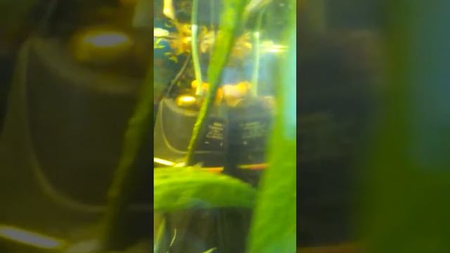 РЫБКА МЕТЧЕНОСЕЦ. смотреть онлайн