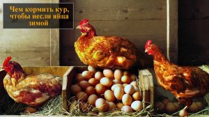 Чем кормить кур чтобы неслись зимой