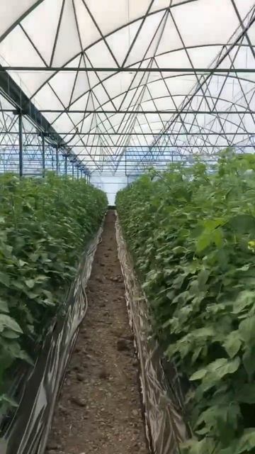 Выращиваем Черри #томатныйсок #производство #аджика #фабрика #кубанамаркет #теплицы #сок смотреть онлайн