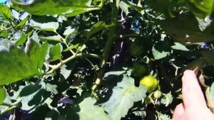 Томат Клубничный тигр красивые коктейльные помидорки с классическим вкусом
