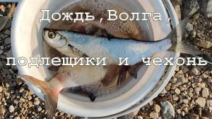 Рыбалка в начале августа на Волге в дождь