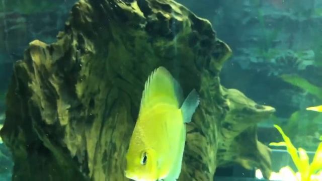 Egyptian discus смотреть онлайн