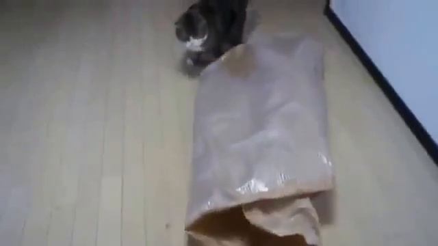 Кот Развлекается! Умора!!! смотреть онлайн