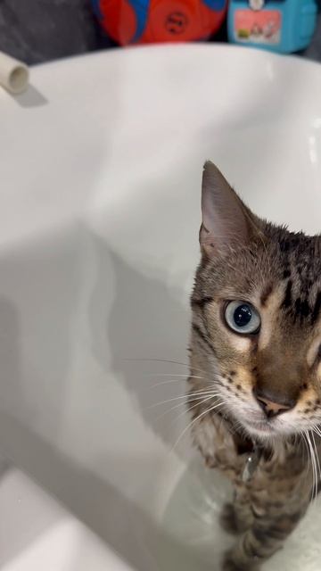 Бенгал купается