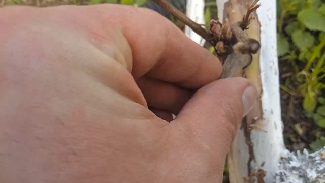 Прививка винограда | Способ прививки винограда дрелью смотреть онлайн