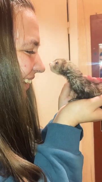 Из архива, Сене полтора месяца #хорек #хоректут #домашниеживотные #животные смотреть онлайн