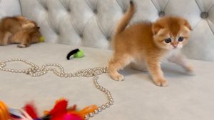 Котенок девочка Золотая затушеванная ny11