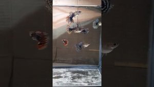 Красивые гуппи