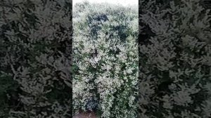 горец ауберта