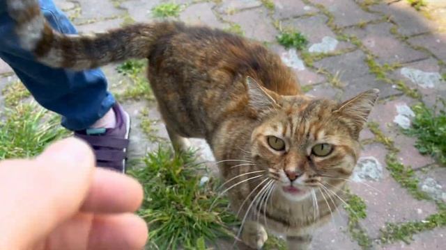 Honey Sugar tabby cat meows for affection rather than food смотреть онлайн