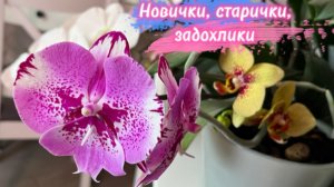 Забег по орхидеям. Орхидеи-жадины. Успехи новичков.
