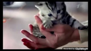 whiskas 2015 на разных языках