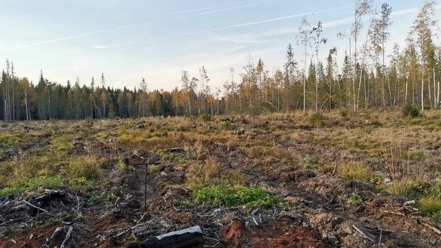 Осенняя посадка сеянцев сосны с ЗКС