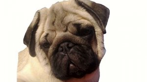 Домашний питомец