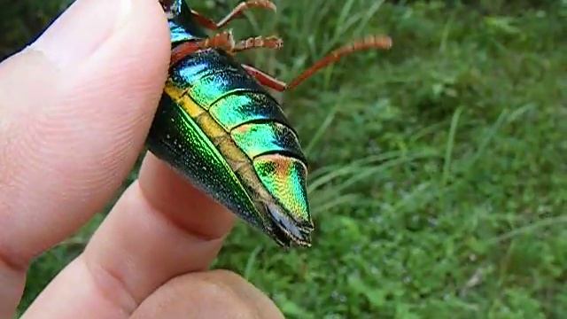 【Thailand】フトタマムシの仲間 смотреть онлайн