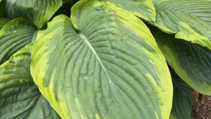 Wu La La Hosta
