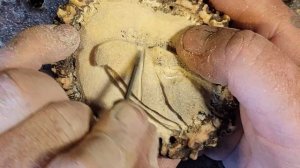 Dremel Carving A small moose antler stump.