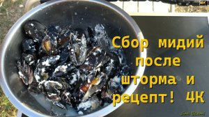 Сбор мидий после шторма и рецепт! 4К
