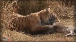 Этот Голодный Тигр Напал на Гигантского Крокодила _Сумасшедшие Битвы Животных_(360P).mp4