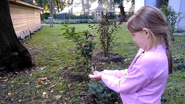 Я кормлю синиц смотреть онлайн