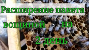 Расширение пакета вощиной на 2 день после пересадки! Клещ варроа