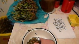 флоксы 1ч 15 02 2017г. заготовка  семян.