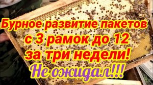 Бурное развитие пакетов с 3 до 12 рамок за три недели!!! Я такого не ожидал - пора ставить магазины!
