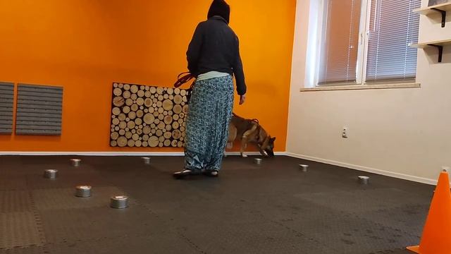 Nosework, test, pomarańcza, Wrocław 21.05.2022, Anna i Ruta смотреть онлайн