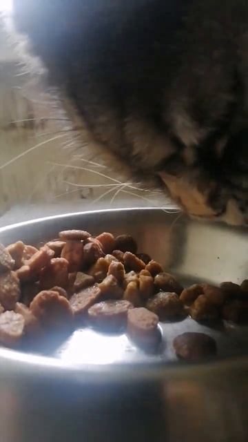 Алиса #подпишись #лайк #животные #cute #cat #catlover #рекомендации #рек #лю смотреть онлайн