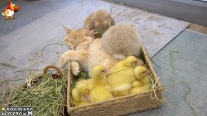 Утята и Цыплята - Кошки и котята - (120) Хвостики да Усики ❣️🥰😂