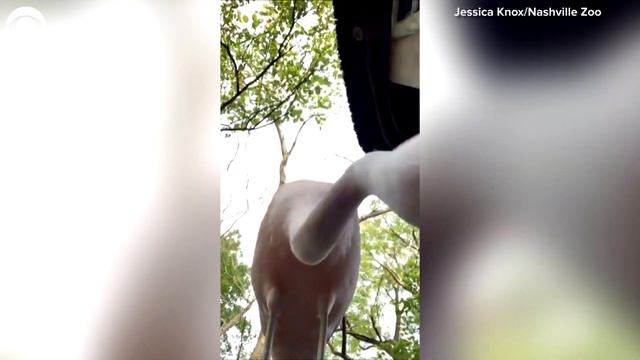 WEB EXTRA: Flamingo Shoots Selfie смотреть онлайн