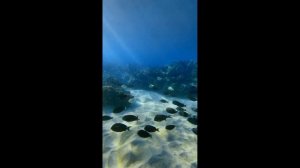 СЛАВА БОГУ ЗА ВСЕ! БЛАГОДАРСТВЕННЫЙ АКАФИСТ ГОСПОДУ НАШЕМУ ИИСУСУ ХРИСТУ. Митр.  Трифон Туркестанов