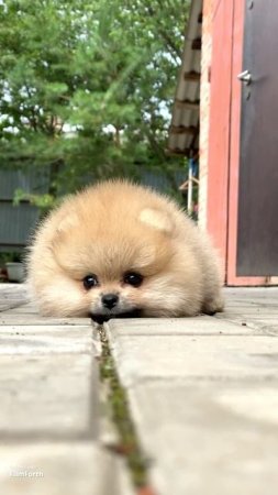 милые животные