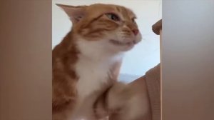 #141 Самые смешные животные. Приколы с котами и собаками