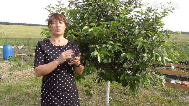 Июльские работы в саду смотреть онлайн